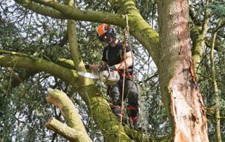 arboriste grimpeur équipé en haut d'un arbre