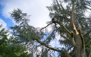 travaux d'élagage en hauteur