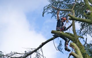 taille raisonnée grand arbre