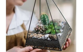 Terrarium