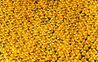 5.000 canards pour une bonne cause