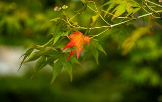 Préparer son jardin pour l’hiver