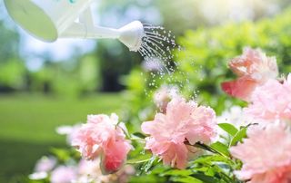 arrosoir et fleurs roses