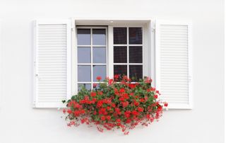 Châssis blancs, volets et fleurs rouges