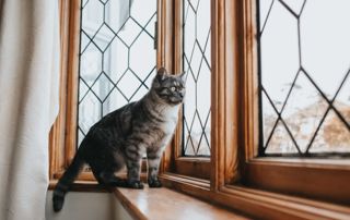 Châssis en bois avec un chat