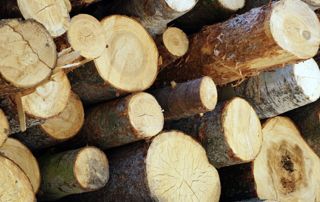 Troncs d'arbres empilés