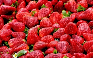 conservation fraises