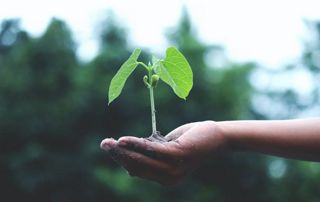 main tenant une plante verte