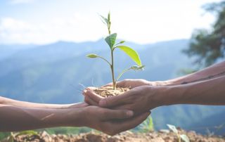 deux mains tenant une plante en croissance dans la nature