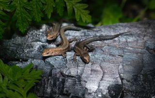 trois lézards sur un rocher