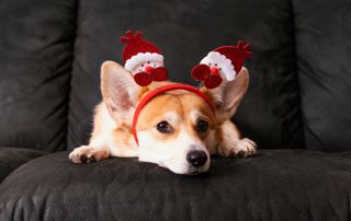 chien corgi avec un serre tete de Noel