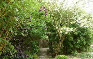 jardin Bambou du bois