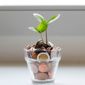 plante en pot de pièces