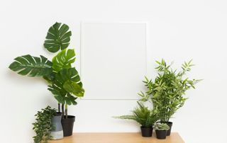 plantes d'interieur sur une table