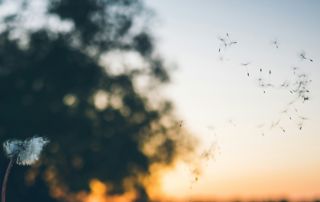 pollen s'envolant