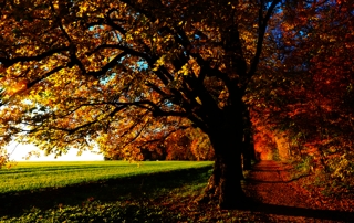 automne charleroi