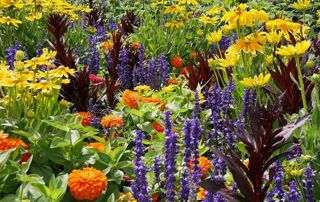 fleurs jaunes, violettes et oranges