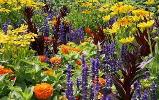 fleurs jaunes, violettes et oranges